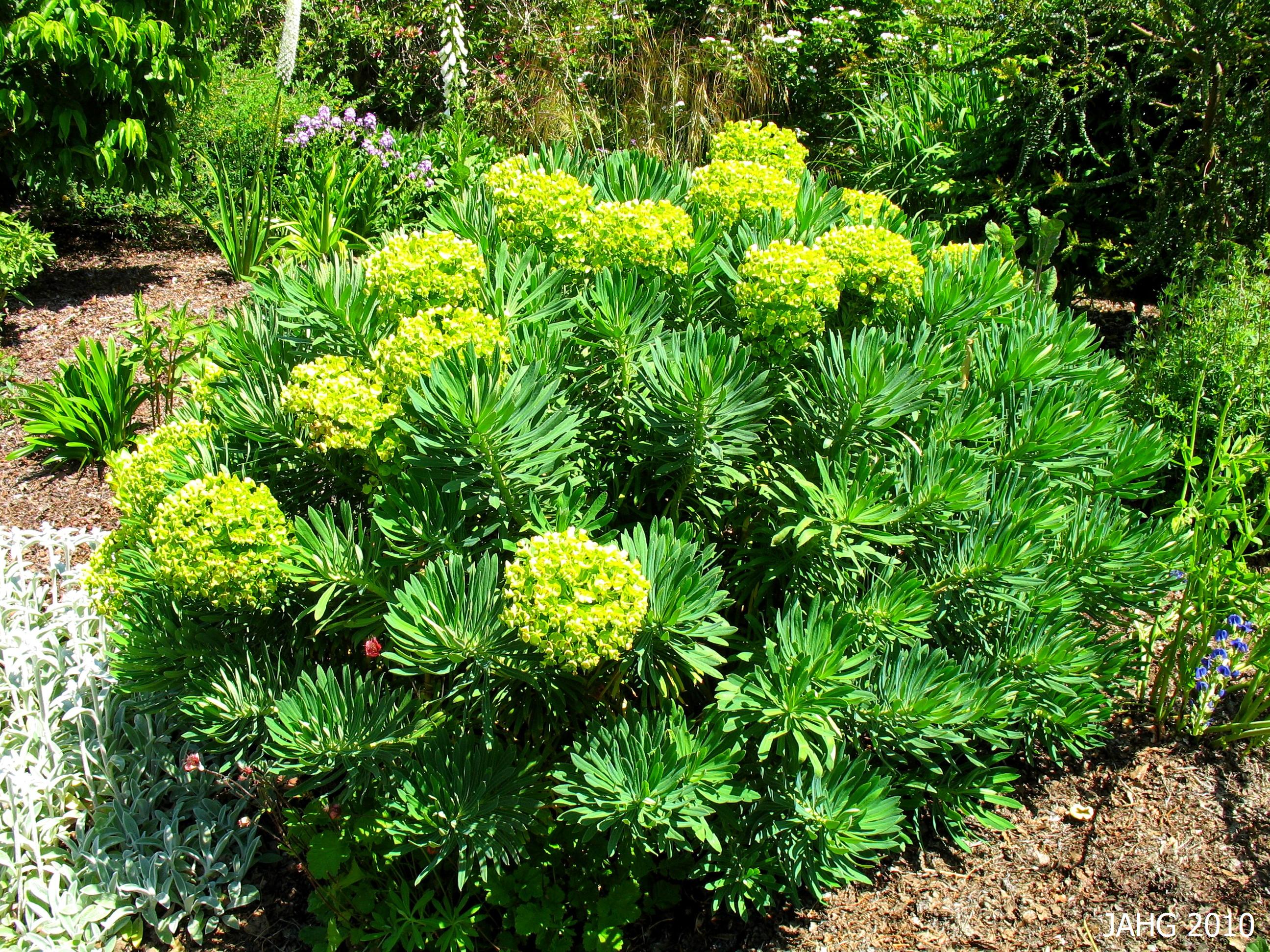 Euphorbia characias subsp. characia
